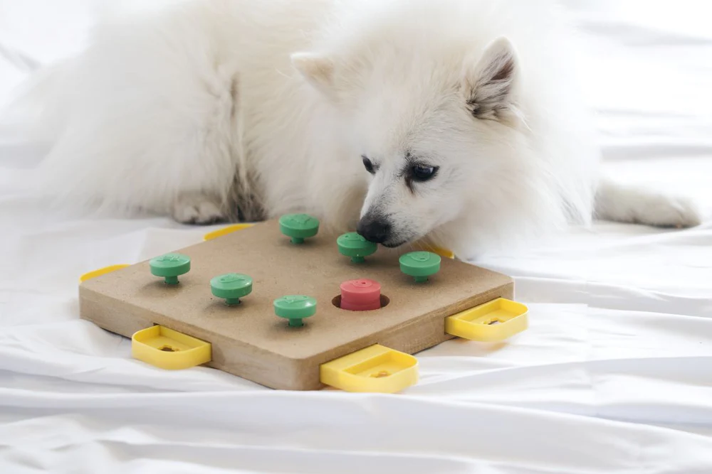 Dog_Playing_Brain_Game Dog_Playing_Brain_Game