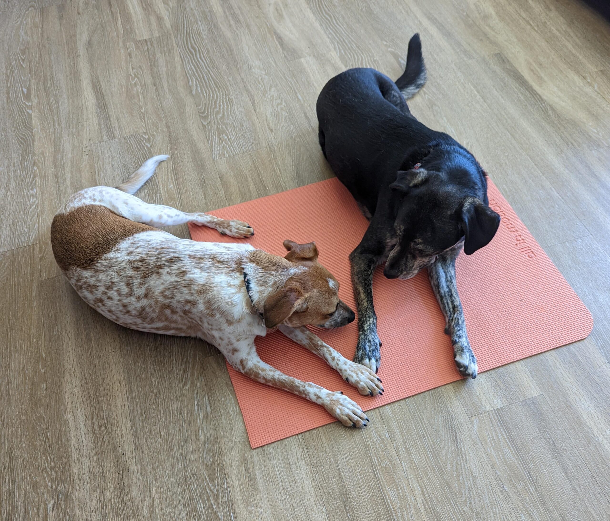 practicing-their-relaxation-protocol-theyve-gone-from-v0-u9fq9ghimxx81 practicing-their-relaxation-protocol-theyve-gone-from-v0-u9fq9ghimxx81